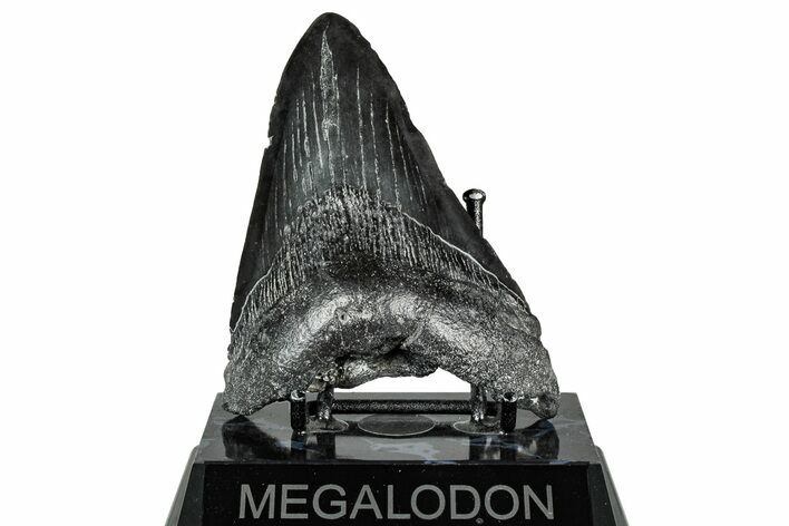 Fossil Megalodon Tooth - South Carolina #328757